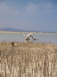 Mangrove shoots taken at Nabq park Sinai. by Anel Van Veelen 